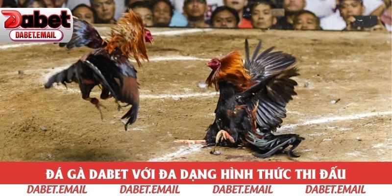 Sân chơi phục vụ đủ các hình thức chọi kê cực hot Sân chơi phục vụ đủ các hình thức chọi kê cực hot