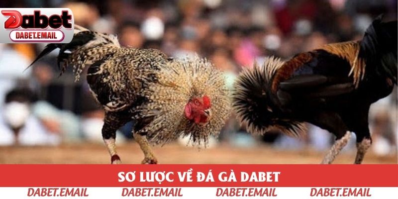 Đá gà Dabet là chuyên mục đặc sắc tại sân chơi Đá gà Dabet là chuyên mục đặc sắc tại sân chơi